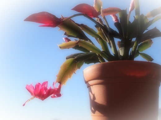 シャコバサボテン