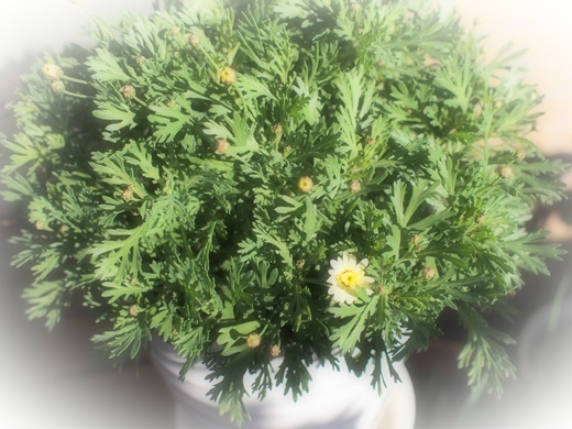 ボンザマーガレット