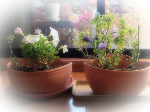 ペチュニア室内