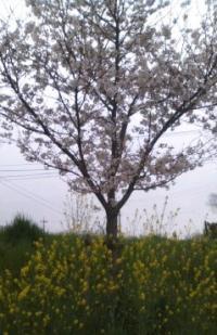 170408_1301_01[466]_convert_20170408214044