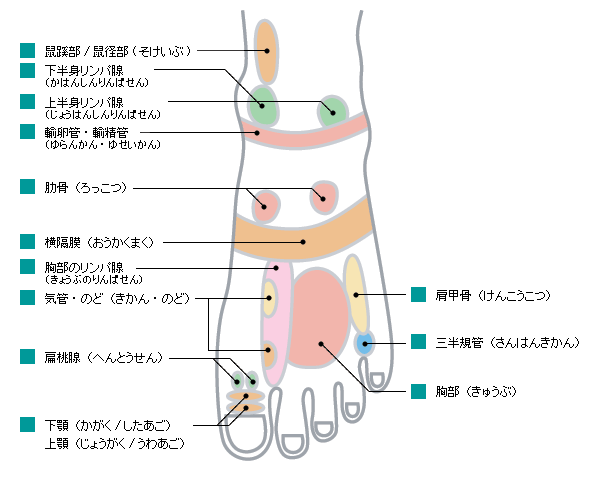 体の不調を改善する即効性の高い 足の甲のツボマッサージ で血流を改善して代謝 免疫力 脂肪燃焼効 杏奈と玲奈の Dad S Diary