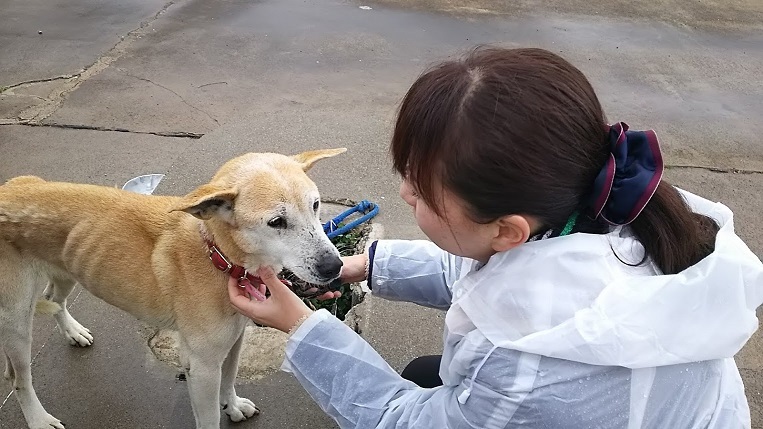 鹿嶋市の飼育限界犬サポート 活動報告 Capin キャピン 公式活動報告