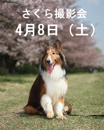 さくら撮影会web