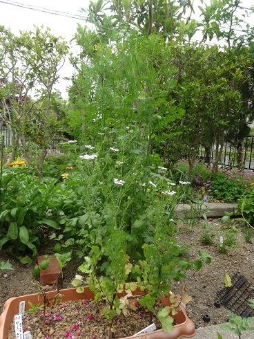 鉢と地植え　コリアンダー