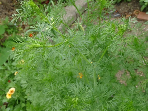 コリアンダー蕾　地植え