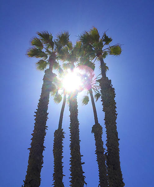 ビーチクリーンのボランティア