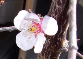 ume.jpg