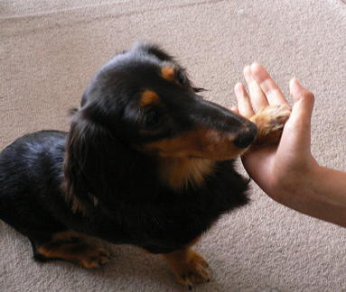 P1010100_sh01(1).jpg