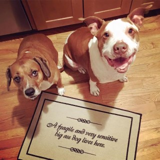 pit-bull-door-mat (Mobile)