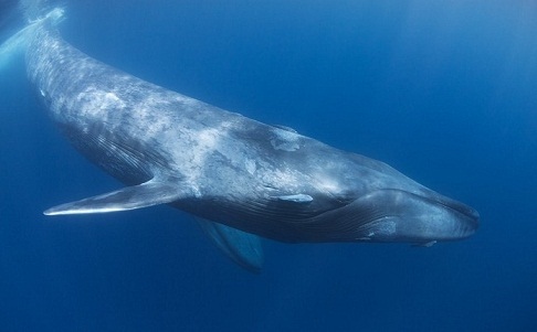 クジラのクチバシ 怖い話します 選集