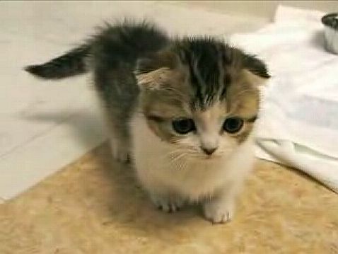 クリックすると新しいウィンドウで開きます