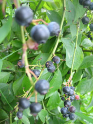 7.30ホームベル3