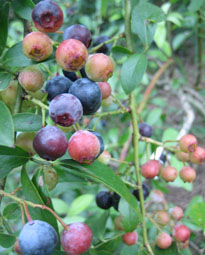 7.30ティフブルー4