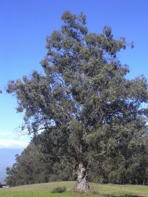 globulus
