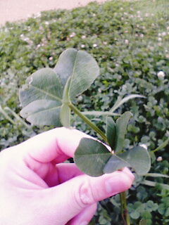 四葉のクローバー