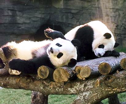 インランとインリン