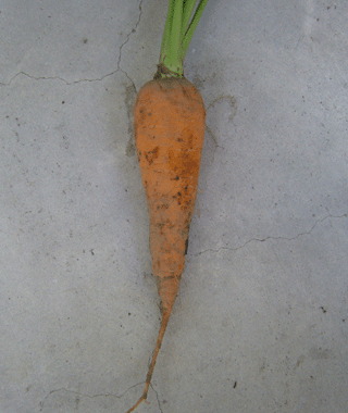 P1111.gif