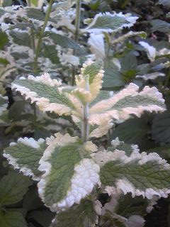 Image0101.jpg