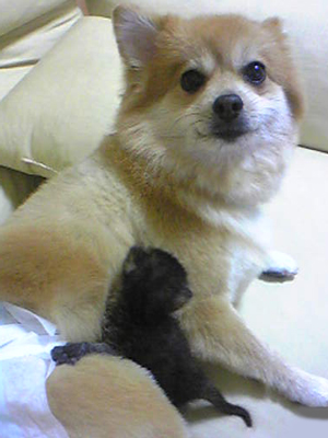 子育て犬