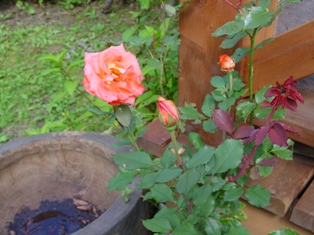 DSC00335.jpg