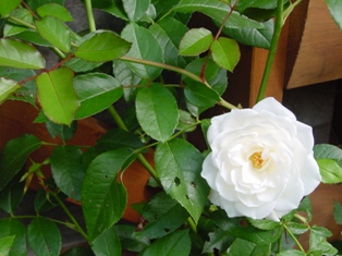 DSC00336.jpg