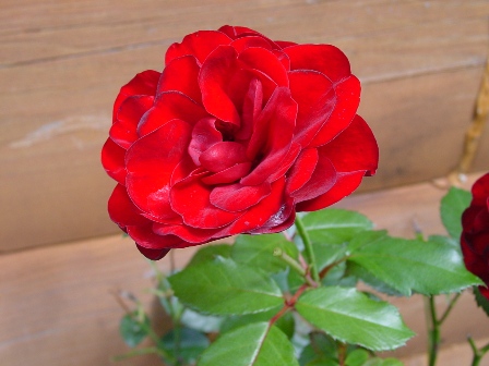 DSC00340.jpg
