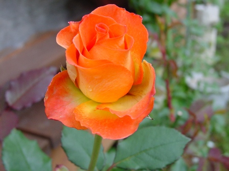 DSC00353.jpg