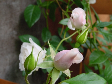 DSC00355.jpg