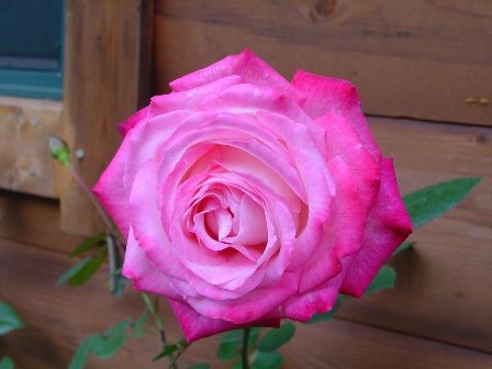 DSC00356.jpg