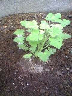 Image1931.jpg