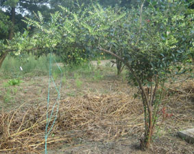 10.6シャシャンボ01