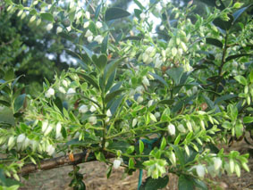 10.6シャシャンボ03