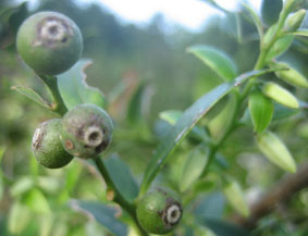 10.6シャシャンボ06