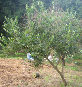 10.6シャシャンボ09