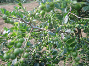 10.6シャシャンボ13