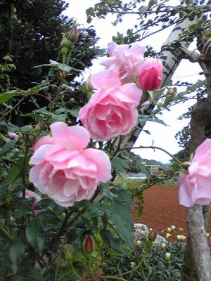 薔薇
