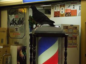 hato_001