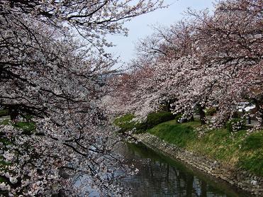 sakura20090405_001