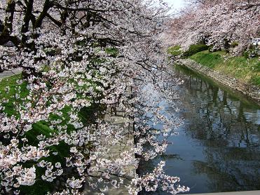 sakura20090405_002