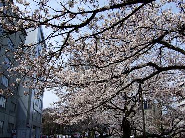 sakura20090405_003