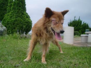 9月2日に眼球を切り取る手術をする　2009年8月25日に交通事故で道路に犬が倒れているのを発見しました。