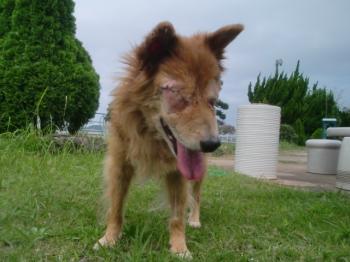 9月2日に眼球を切り取る手術をする　2009年8月25日に交通事故で道路に犬が倒れているのを発見しました。