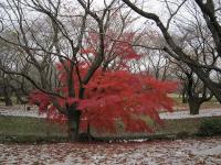 2010年11月25日昭和記念公園10