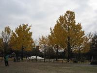 2010年11月25日昭和記念公園30