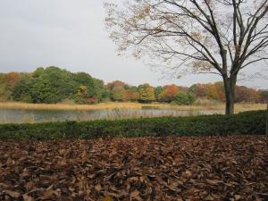 2010年11月25日昭和記念公園46