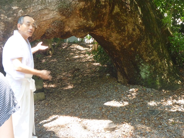 谷分さんと楠の木
