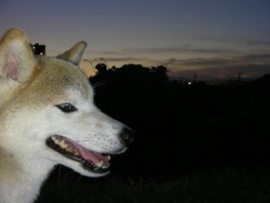 20111012_2126556_t.jpg