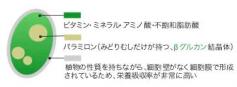 ミドリムシ