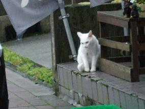 cat20100715_001