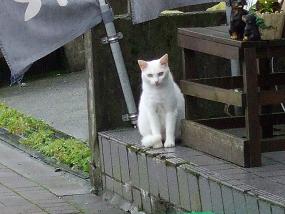 cat20100715_002